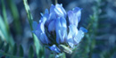 Field Milkvetch Field Milkvetch