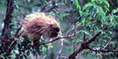 Porcupine in tree Porcupine in tree