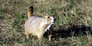 Prairie Dog Barking Prairie Dog Barking