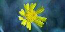 Stemless Hymenoxys Stemless Hymenoxys