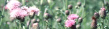 Canada thistle
