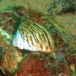 Zebra Mussel on the bottom of a Lake Superior harbor.