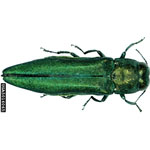 Emerald Ash Borer