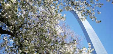 Pear tree in foreground Arch in background