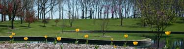 Yellow tulips in front of south pond