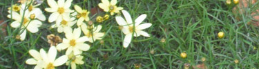 Nature abounds at Lincoln Home