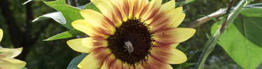 Nature & Science at Lincoln Home