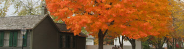 Colorful treecover
