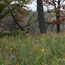 Learn about oak savanna along the Mississippi