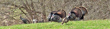 A gobble of turkeys roam Minnesota’s grassy woodland.