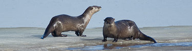 winter_small_11