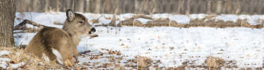 A deer rests at the edge of a forest.