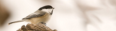 winter_small_13