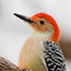 Project FeederWatch