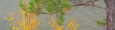 Birch and Ponderosa Pine above the river