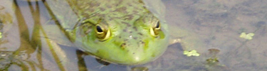 Bullfrog peers from a backwater