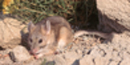 Eastern Bailey's Woodrat Eastern Bailey's Woodrat