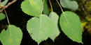Hybrid aspen leaf Hybrid aspen leaf