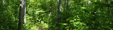 View of hiking trail in Minnesota