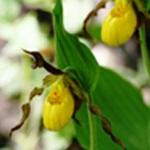 Yellow ladyslipper orchids