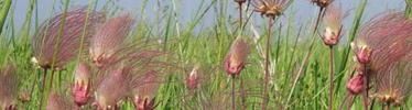 Prairie Smoke