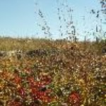 Big Blue Stem in the tallgrass prairie
