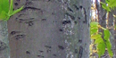 Bear claw scars on the smooth bark of an American beech tree. Bear claw scars on the smooth bark of an American beech tree.