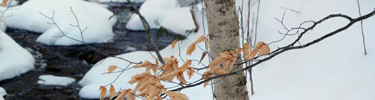 Munising Falls Creek with winter's blanket