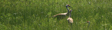 SandHillCranes