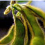 United Soybean Board