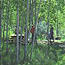 Several Michigan State Forest Campgrounds