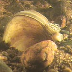 mussel partially buried in the gravel is open with flesh sticking out