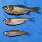 three minnows from short to long with eyes set low