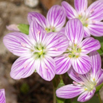 Spring beauties