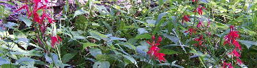 Wildflowers, Cardinal Flower