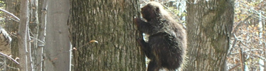 North American Porcupine