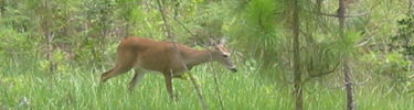 White-tailed Deer