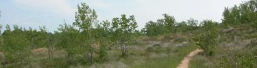 Dune Ecology