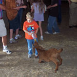 Children feeding the goat kids