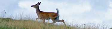 White-tailed deer
