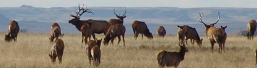 Elk on plateau