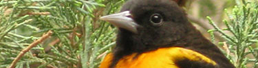 Baltimore Oriole