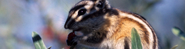 Least Chipmunk