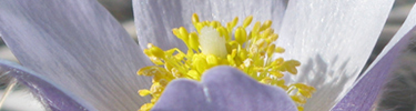 Western Pasqueflower