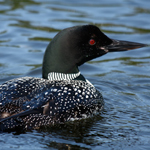 Common Loon