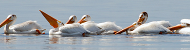 Pelicans in Voyageurs