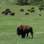 Bison herd on Wind Cave National Park Prairie