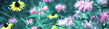 Wildflowers