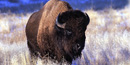 American bison on the Wind Cave National Park prairie American bison on the Wind Cave National Park prairie