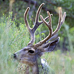 Mule Deer